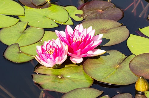 Pink Lotus Attar